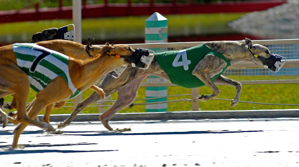 Public Invited to Contribute to Inquiry into Greyhound Racing New South Wales